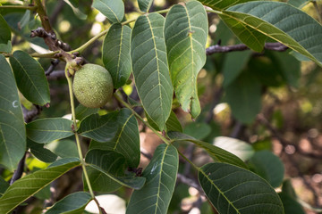 Walnut on the branches of a walnut tree