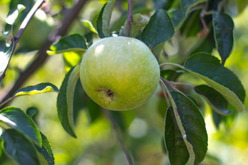 Natural fruit. Apples on the branches of an apple tree