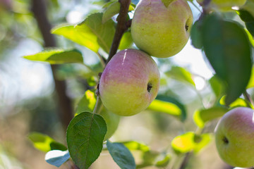 Natural fruit. Apples on the branches of an apple tree