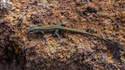 Close up of brown lizard of Madeira island, known as "Lagartixa".