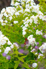 Peacock Butterfly Resting on White Flowers in a Garden