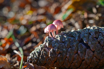 Champignons poussant sur une pomme de pin.