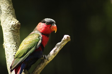 Black-capped Lory (Lorius lory)