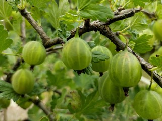 Clusters of ripe green gooseberry hang on a bush. Healthy food concept. Growing plants and berries in the garden. The berries of gooseberry as a nutrition with vitamins for vegan. Selective focus.