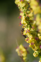 honey bee collecting pollen on a black mullein blossom