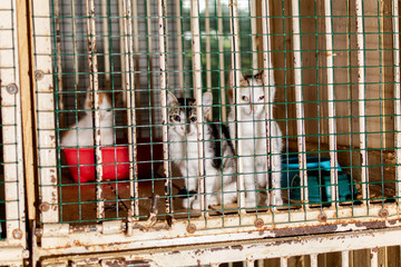 Kittens look through the bars of the animal shelter, they look very unhappy.
