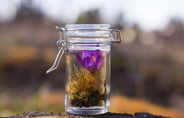 Essential oil and a glass bottle on blur fresh herbs background. (Selective Focus)