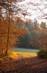 walkway in the autumnal forest at sunset