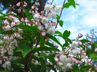 beautiful shrub Deutzia blooms in the spring garden pink small flowers