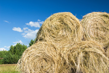 Farmers harvest hay for the winter period for cattle. Horizontal arrangement
