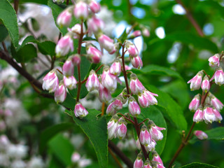 beautiful shrub Deutzia blooms in the spring garden pink small flowers
