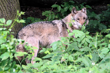 Naklejka na ściany i meble Der Wolf (Canus lupus) ist ein Raubtier, Sachsen, Deutschland, Europa