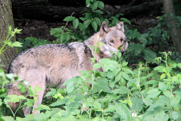 Der Wolf (Canus lupus) ist ein Raubtier, Sachsen, Deutschland, Europa
