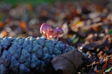 Champignons poussant sur une pomme de pin.