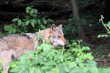 Der Wolf (Canus lupus) ist ein Raubtier, Sachsen, Deutschland, Europa