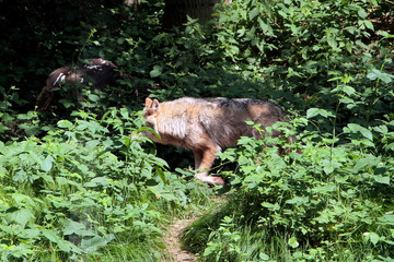 Der Wolf (Canus lupus) ist ein Raubtier, Sachsen, Deutschland, Europa