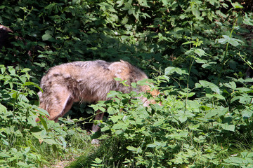 Der Wolf (Canus lupus) ist ein Raubtier, Sachsen, Deutschland, Europa