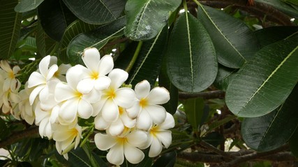 Obraz na płótnie Canvas Many exotic white flowers. Blooming Frangipani Plumeria Leelawadee set of white tropical flowers on green tree. Natural tropical exotic background