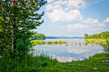 Summer landscape - swampy bay with flooded trees on the lake. Turgoyak, South Ural, Russia.