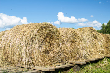 Autumn harvesting of hay by farmers for the winter period for agricultural purposes. Horizontal arrangement