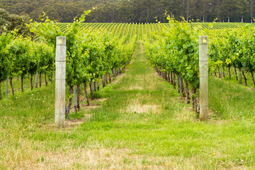 Looking down between two rows of Grapevines at winery