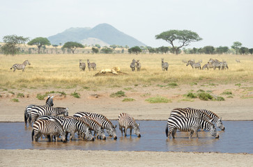 Fototapeta na wymiar Wildlife in African savannah of Serengeti National Park, Tanzania. Group of zebras drinking water