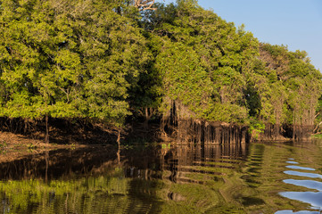 Cuiaba riverbank, Pantanal, Mato Grosso State, Brazil