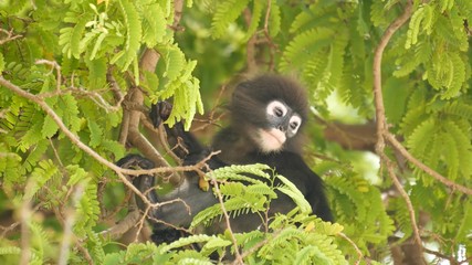 Cute spectacled leaf langur, dusky monkey on tree branch amidst green leaves in Ang Thong national park in natural habitat. Wildlife of endangered species of animals. Environment conservation concept