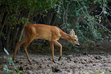 Roebuck in the forest