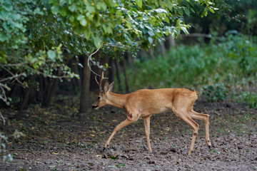 Roebuck in the forest