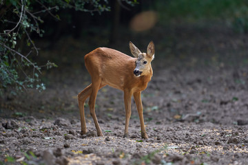 Roebuck in the forest