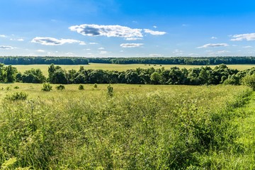 Fototapeta premium Meadow, forest, field on a sunny early summer evening in the countryside. Moscow region, Russia