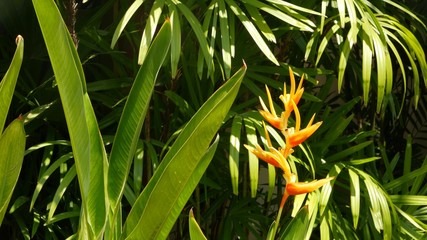 Obraz premium Orange and yellow heliconia, Strelitzia, Bird of Paradise macro close-up, green leaves in background. Paradise tropical exotic flower blooming in rainforest or garden. Soft selective focus, copy space
