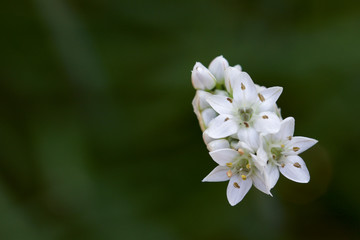 Obraz na płótnie Canvas close up of white flowers