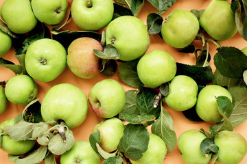 Fresh crop of green farm apples with leaves.