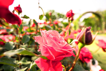 Beautiful Rose flowers on sun light in garden.