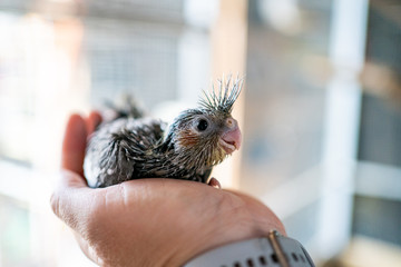 Ein Nymphensittichküken auf der Hand