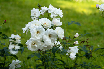 a cluster of white roses on a green lawn