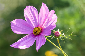 Obraz premium cosmos flower in the garden