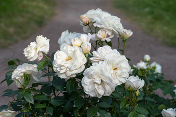 a cluster of white roses on the green lawn by the path