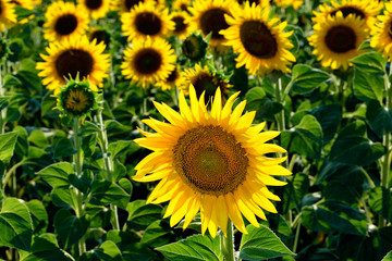 Fototapeta premium field of sunflowers