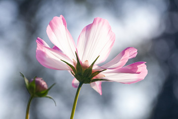 Fototapeta na wymiar close up of pink flower underneath