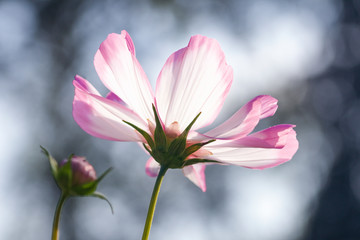 close up of pink flower underneath