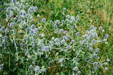 4k. Meadow flowers blue head plant  with a wild wasp collecting nectar sway in the wind in a summer day
