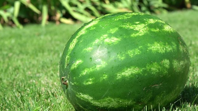 4k. Watermelon is growing in the garden , Sweet fruit 