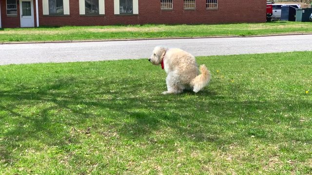 Cute dog pooping on the grass in the park. Dog taking a poop. Dog poops on the grass and walks away.