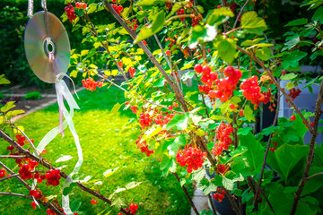Johannisbeeren kurz vor der Ernte im Garten.