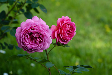 two bright pink roses against a green lawn