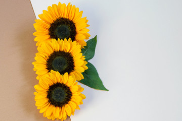 Sunflowers with green leaves on the white beige paper background vertically. Nice greeting card design.