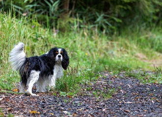 Naklejka na ściany i meble A cavalier king Charles Spaniel dog walks along a road in the woods